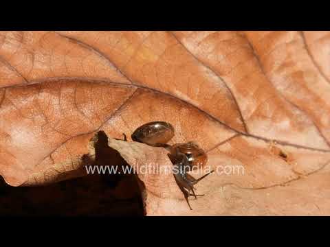 Land snails on a fallen leaf in a forest floor habitat thumbnail