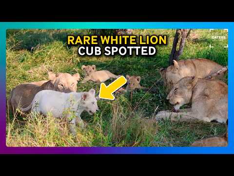 You Won’t Believe This Lion Cub Exists ? thumbnail