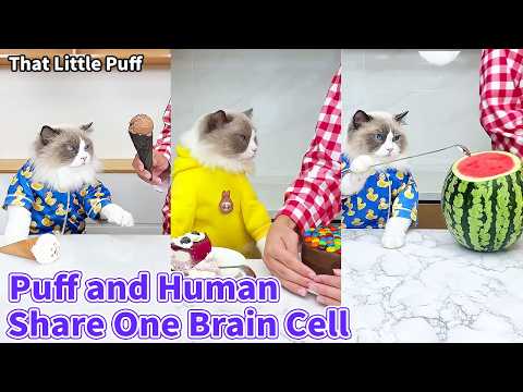Puff and Human Share One Brain Cell 🐱😂| That Little Puff thumbnail