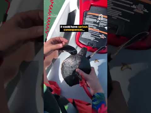 Jet Skier Interrupts Ride For Unexpected Rescue ❤️👏 thumbnail