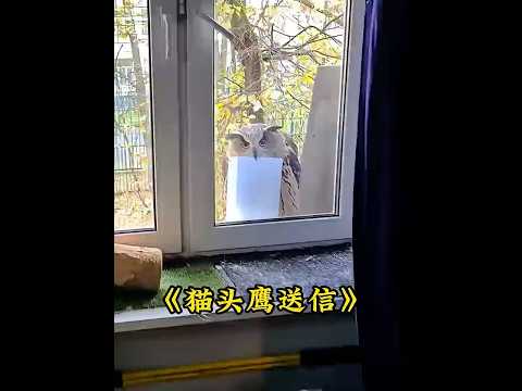猫头鹰送信上门，女子赖账直接想要拿走信件 #animals thumbnail