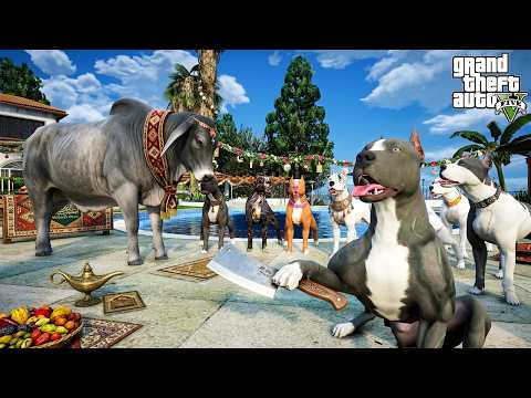 PİTBULL AİLESİ 1 TONLUK DEVASA KURBANLIK KESİYOR! - GTA 5 thumbnail
