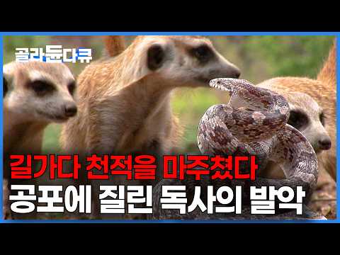 순식간에 먹잇감이 된 독사. 미어캣 6마리 만나고 겁에 질린 독사의 반응｜다큐프라임｜#골라듄다큐 thumbnail