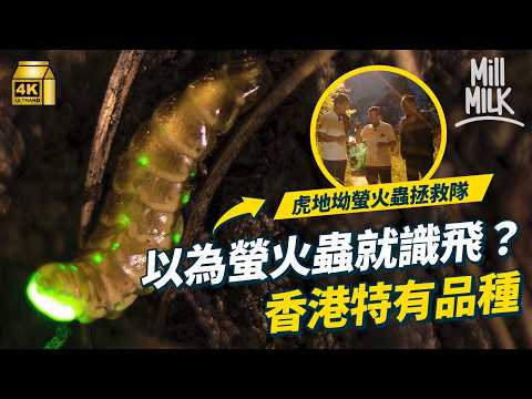 #MM｜虎地坳中佬組螢火蟲拯救隊 地盤藏香港特有螢火蟲品種 國際自然保育聯盟列為近危｜#700萬種生活 #4K thumbnail