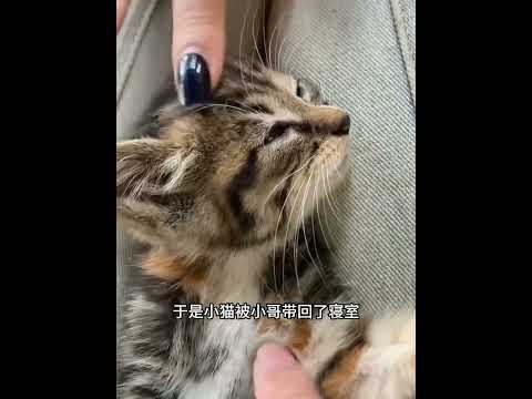 一只命运多舛的小猫咪，被小哥从河里打捞上来，从此逆天改变！ #animals #动物救助 #主人 #寵物友善日常 #pets #cute #感人壹幕 thumbnail