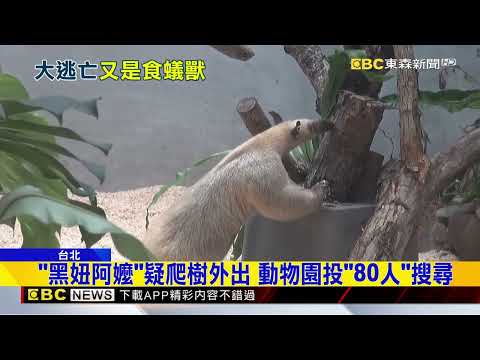 台北動物園小食蟻獸「黑妞」不見了！ 急尋中@newsebc thumbnail