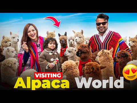 I visited Cutest Place in Korea with our Baby (Alpaca World) ? thumbnail