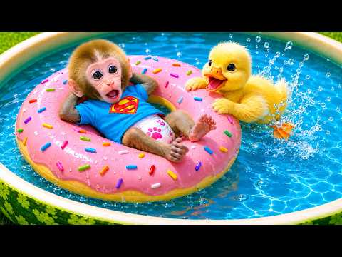 Monkey Baby Bon Bon plays with the ducklings in his homemade watermelon pool. thumbnail