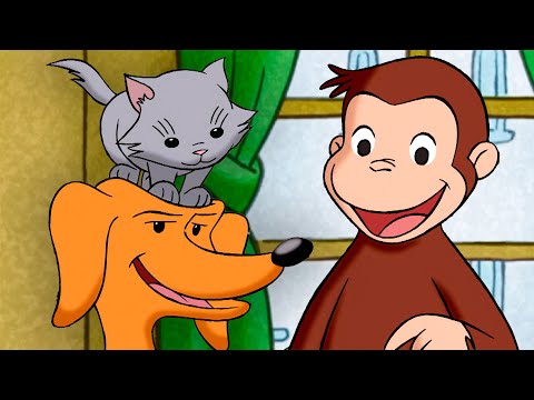¡Jorge y el pequeño gatito! | Jorge El Curioso En Español thumbnail