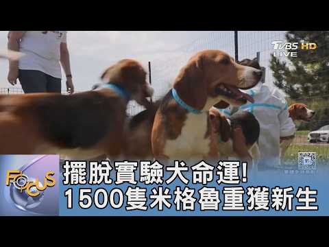 擺脫實驗犬命運！1500隻米格魯重獲新生｜FOCUS午間新聞 20260521@TVBSNEWS01 thumbnail