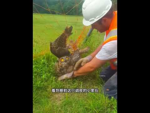 猫头鹰被困在了足球网上，众人费了九牛二虎之力，才将它解救！ #动物救助 #animals #寵物友善日常 #科普 #主人 #感人壹幕 #pets #cute #寵物 thumbnail