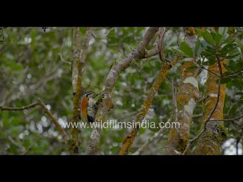 Female Himalayan Flameback in Pampadum Shola National Park thumbnail
