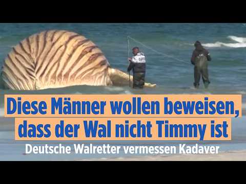 Toter Buckelwal an Ostsee-Strand: Neue Zweifel an Identität von Timmy? thumbnail