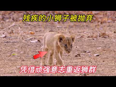 残疾的小狮子被狮群抛弃，但它凭借永不言弃的意志，最终重返狮群 thumbnail