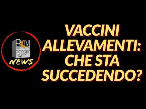 VACCINI ALLEVAMENTI: CHE STA SUCCEDENDO? - BN News thumbnail