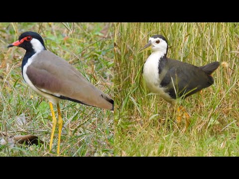 Red-wattled Lapwing and White-breasted Waterhen in wetland habitat thumbnail