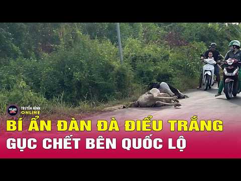 Diễn biến mới nhất vụ đàn đà điểu xuất hiện bí ẩn ven quốc lộ ở Tây Ninh | Thế giới 24h thumbnail