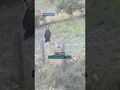 Niedźwiedzie terroryzują mieszkańców. "Boimy się wyjść z domu" thumbnail