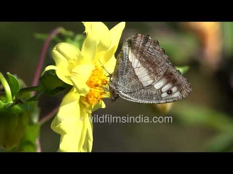 Striated Satyr and other Himalayan butterflies feed on yellow Dahlias thumbnail