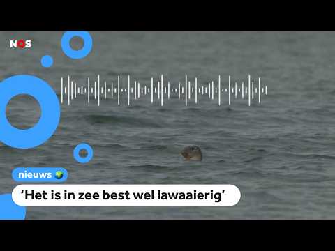 Waarom worden er onderwatermicrofoons geplaatst in de Waddenzee? thumbnail
