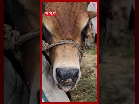 তীব্র গরমে হাঁসফাঁস করছে গরু #qurbani #eiduladha #gorurhaat2026 #somoytv thumbnail