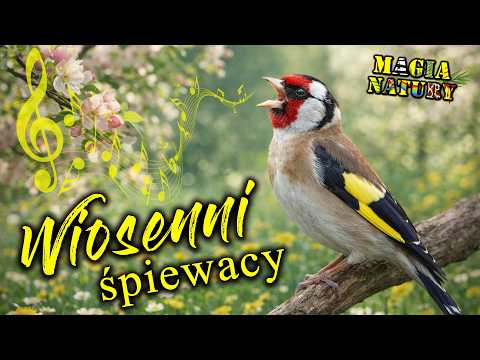 Wiosenna Eksplozja Śpiewu Ptaków - Kto Kiedy Śpiewa i Dlaczego? thumbnail