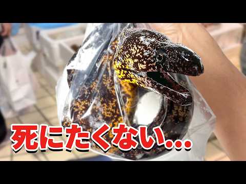 スーパーに売れ残っていたウツボを飼育してみると… thumbnail