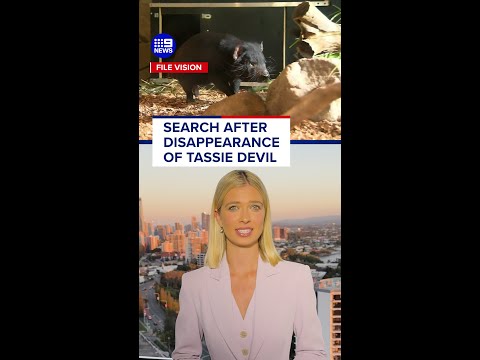 Bizarre search after disappearance of Tassie devil on the Gold Coast | 9 News Australia thumbnail