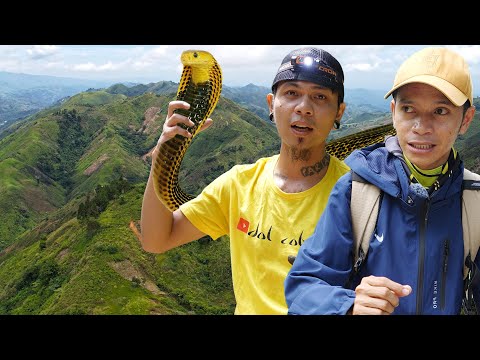 Catching the Most Venomous Snakes (Samar Cobras) thumbnail