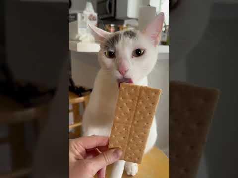 Family Adopts Chaotic Cat So No One Else Would Have To | The Dodo thumbnail