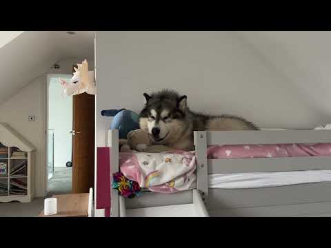 Funny Husky REFUSES To Leave Little Girl's Bed.. Stubborn Siberian Husky Moments thumbnail