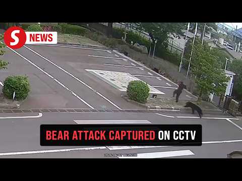 Four injured in bear attacks in northeast Japan thumbnail