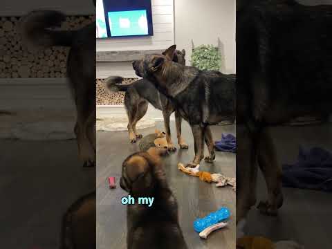 Life With Dogs thumbnail