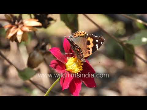 Indian Red Admiral butterfly in the scenic landscapes of Jabarkhet Mussoorie thumbnail