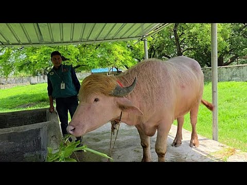 Le buffle « Donald Trump », épargné pour l’Aïd, envoyé au zoo de Dacca thumbnail