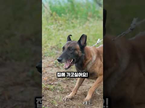 5만원에 팔려간 똘똘이가 30분만에 돌아온 충격적인 이유  #천재견 #강아지 thumbnail