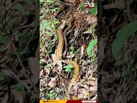 ഇത് അപൂർവ്വങ്ങളിൽ അപൂർവ്വം.. ചേരയെ വിഴുങ്ങുന്ന ഭീമൻ ചേര, പകച്ചുപോയി നാട്ടുകാർ thumbnail