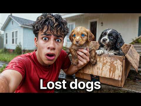 I Found Puppies at our Door.. thumbnail