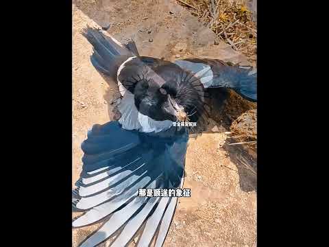 好心男子救助喜鹊 喜鹊竟筑巢报恩 thumbnail