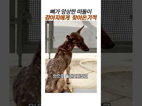 뼈가 앙상한 떠돌이 강아지에게 찾아온기적#유기견구조#감동동물#강아지 구조 thumbnail