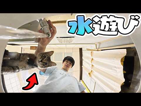 水遊びが大好きな子猫が珍しいwww【ルーティーン】 thumbnail