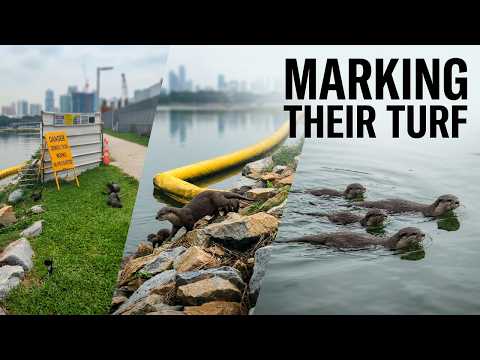Otter family marking their turf before swim thumbnail