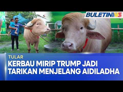 TULAR | Kerbau Mirip Donald Trump, ‘Bintang’ Baharu Di Bangladesh thumbnail