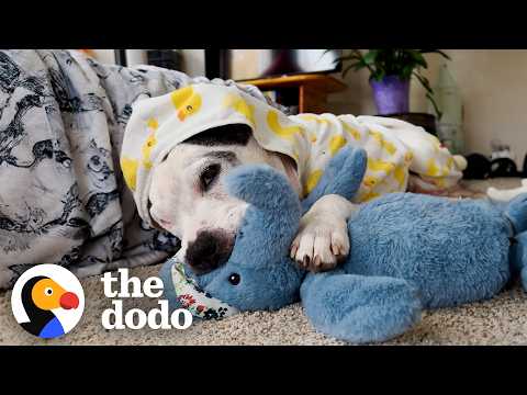 Pittie Who Was In The Shelter For Over 600 Days Is So Spoiled Now | The Dodo thumbnail