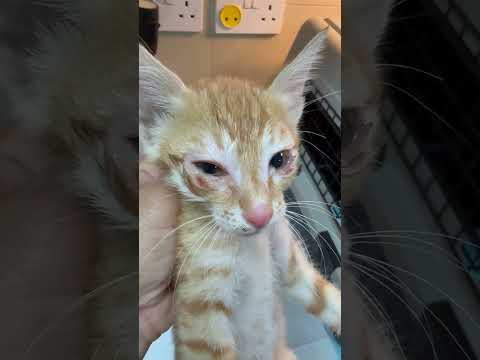 Woman Crosses Four Lanes of Highway Traffic To Rescue Tiny Kitten | The Dodo thumbnail