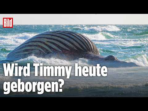 🔴 Wellen und Wind verzögern weiterhin die Wal-Kadaver-Bergung von Timmy | BILD LIVE thumbnail