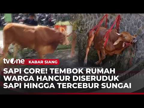 Kompilasi Sapi Ngamuk di Hari Raya Iduladha 1447 H | Kabar Siang thumbnail