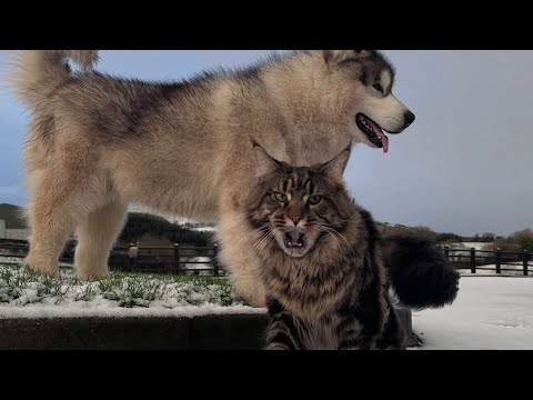 Giant Cats Fighting! Even The Dog Gets Involved! (The Drama!!) thumbnail