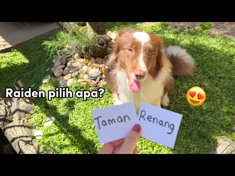 SEHARIAN DIATUR ANABUL‼️ RAIDEN NENTUIN AKTIVITAS & MAKAN HARI INI 😍🐶 thumbnail