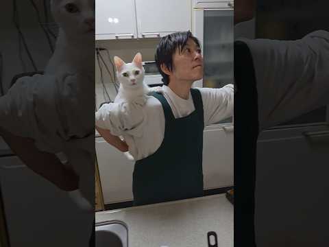 今のシロ。　 #保護猫 #猫のいる暮らし #猫 thumbnail